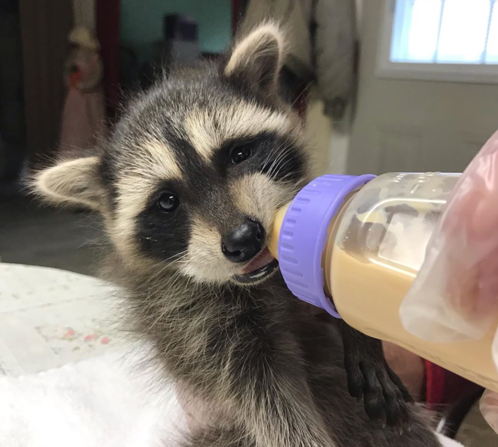 baby raccoon